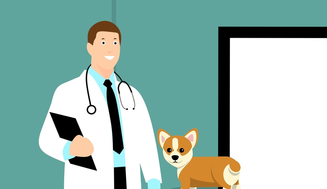 ¿Cuánto ganan los veterinarios?